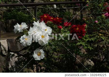 奈良縣牡丹牡丹長谷寺 奈良縣牡丹牡丹長谷寺 102649225