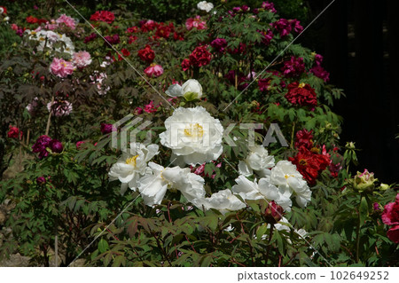 奈良縣牡丹牡丹長谷寺 102649252