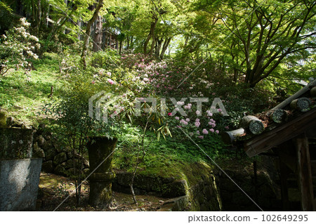 奈良縣牡丹牡丹長谷寺 102649295