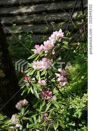 奈良縣牡丹牡丹長谷寺 102649303