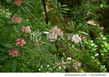 奈良縣牡丹牡丹長谷寺 102649304