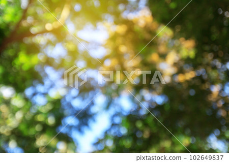 Green bokeh abstract background and texture Green bokeh abstract background and texture 102649837