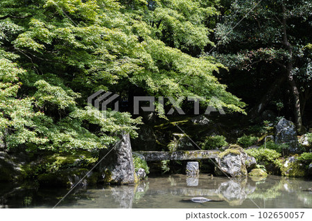 京都府京都市初夏蓮華寺綠楓園 102650057