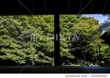 京都府京都市初夏蓮華寺綠楓園 京都府京都市初夏蓮華寺綠楓園 102650063