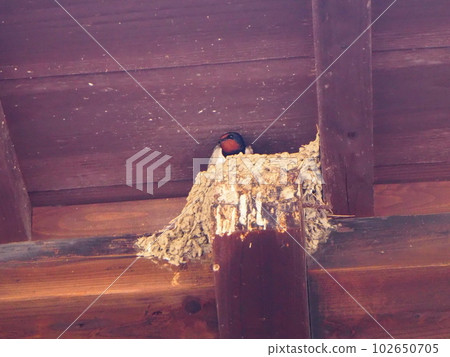 燕子的育兒和離巢 春天的燕子巢日本風景 燕子的育兒和離巢 春天的燕子巢日本風景 102650705