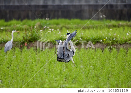 Gray heron heron / Japan Gray heron heron / Japan 102651119