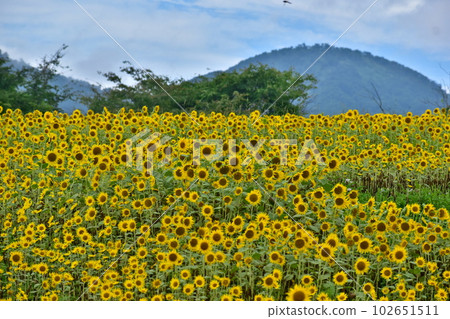 Hiruzen Jersey Land Okayama Sunflower Sunflower Sunflower Field Sunflower Field Summer 102651511