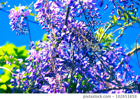 Wisteria flowers Wisteria flowers 102651658