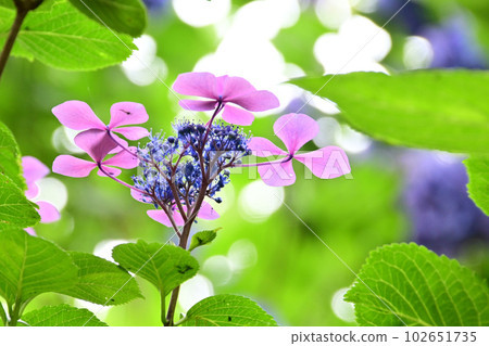 Hydrangea flowers blooming beautifully 102651735