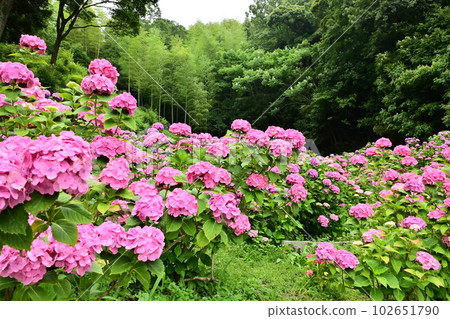 Hydrangea flowers blooming beautifully Hydrangea flowers blooming beautifully 102651790