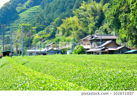 靜岡市松野茶園的風景 靜岡市松野茶園的風景 102651897