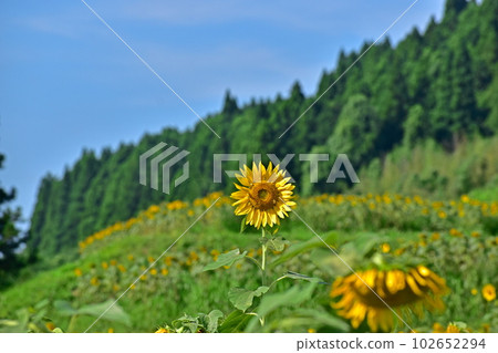 Mutsumi Himawari Road Yamaguchi Himawari Himawari Sunflower Field Summer 102652294