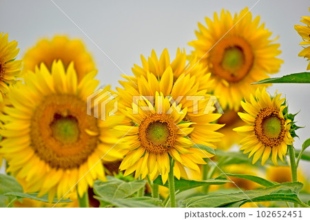 Himawari Himawari Himawari Okayama Kasaoka Bay Farm Himawari Himawari Himawari Okayama Kasaoka Bay Farm 102652451