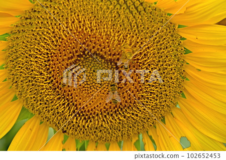 Himawari Himawari Himawari 岡山笠岡灣農場 Himawari Himawari Himawari 岡山笠岡灣農場 102652453