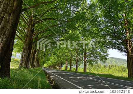 Fresh green Metasequoia trees Fresh green Metasequoia trees 102652548