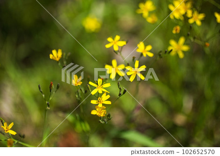 Prefectural library in spring Ikoi no bayashi Prefectural library in spring Ikoi no bayashi 102652570