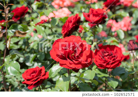 紅玫瑰花 102652571