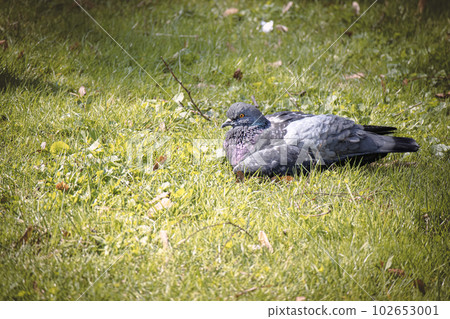 Gray pigeon lies in the park on the grass on sunny day 102653001