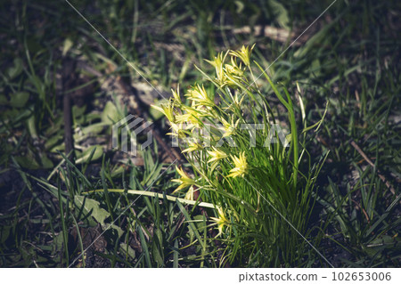 Goose onion small yellow flowers in dark grass lawn mysterious background Goose onion small yellow flowers in dark grass lawn mysterious background 102653006