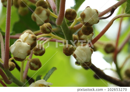 五月盛開的奇異果白花 五月盛開的奇異果白花 102653270