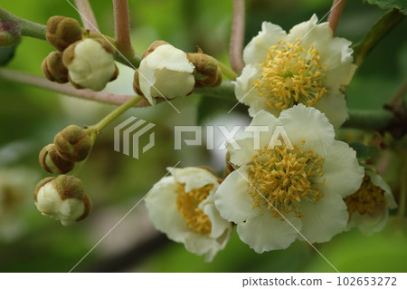 五月盛開的奇異果白花 五月盛開的奇異果白花 102653272