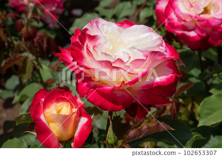 Red and yellow rose flower 102653307