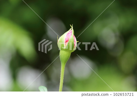 A single rose bud A single rose bud 102653721