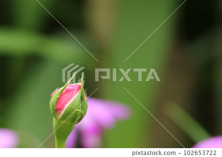 一個玫瑰花蕾 一個玫瑰花蕾 102653722