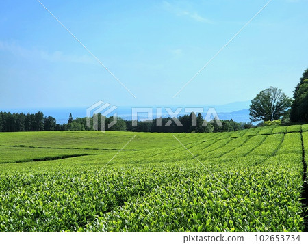 採摘茶葉的美麗茶園 102653734