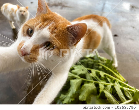 Chibi and radish leaves Chibi and radish leaves 102653790