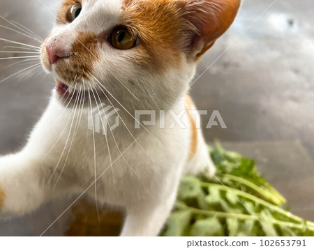 Chibi and radish leaves Chibi and radish leaves 102653791
