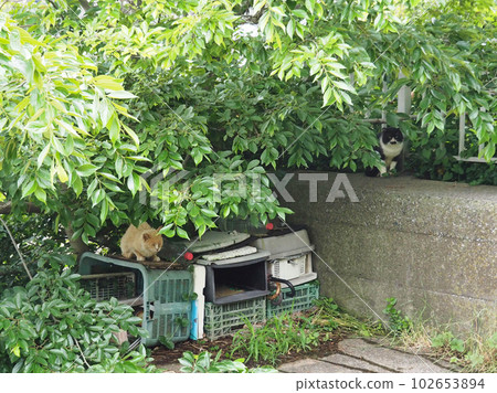Tabby cat and Yawari cat in the cathouse 102653894