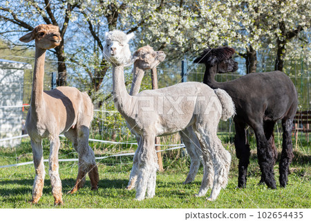 Alpaca Breeding. Closeup Group Domesticated Camelid Mammal, Lama Pacos In Yard Of Farm in Summer Time. Animal Husbandry, Livestock. Horizontal Plane Alpaca Breeding. Closeup Group Domesticated Camelid Mammal, Lama Pacos In Yard Of Farm in Summer Time. Animal Husbandry, Livestock. Horizontal Plane 102654435