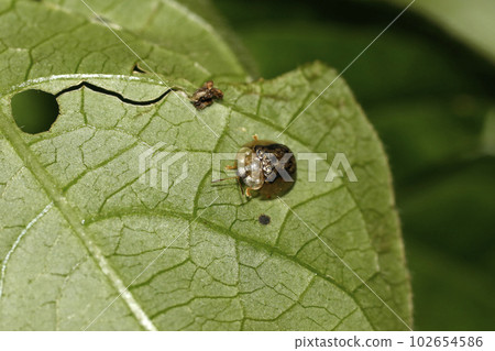 Inokoduchi turtle 102654586