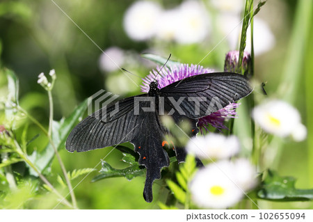 Long-tailed swallowtail that sucks on the flowers of thistle Long-tailed swallowtail that sucks on the flowers of thistle 102655094