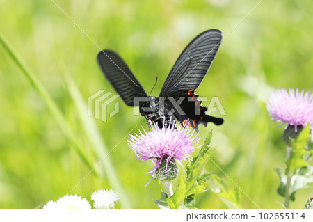 Long-tailed swallowtail that sucks on the flowers of thistle Long-tailed swallowtail that sucks on the flowers of thistle 102655114