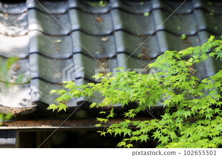 Fresh green maple and Rurikoin temple gate, Kyoto City, Kyoto Prefecture Fresh green maple and Rurikoin temple gate, Kyoto City, Kyoto Prefecture 102655501