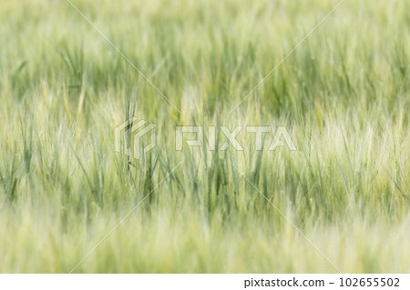 Early summer wheat field near harvest Early summer wheat field near harvest 102655502