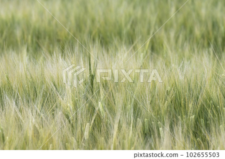 Early summer wheat field near harvest Early summer wheat field near harvest 102655503