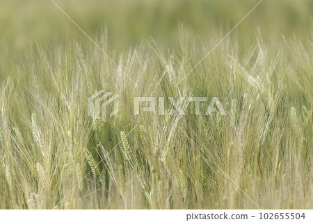 Early summer wheat field near harvest 102655504