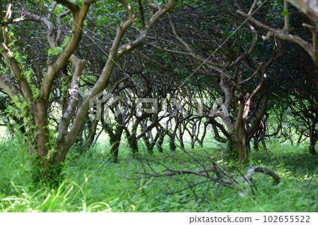 蘇高石佛橘田 102655522