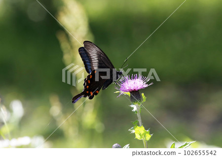 Chinese peacock butterfly sucking honey on the flower of Cirsium japonicum 102655542