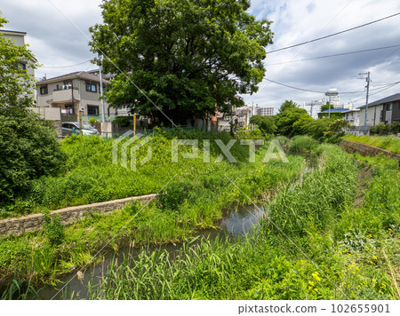 Matsudo City, Chiba Prefecture Sakagawa River in May covered in lush greenery 102655901