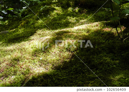 Fresh green of Ruriko-in, moss in the mountain garden, Kyoto City, Kyoto Prefecture 102656409