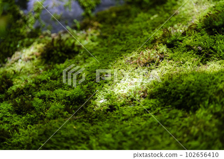 Fresh green of Ruriko-in, moss in the mountain garden, Kyoto City, Kyoto Prefecture Fresh green of Ruriko-in, moss in the mountain garden, Kyoto City, Kyoto Prefecture 102656410