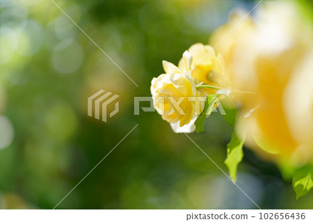 Lemon yellow roses in full bloom Lemon yellow roses in full bloom 102656436