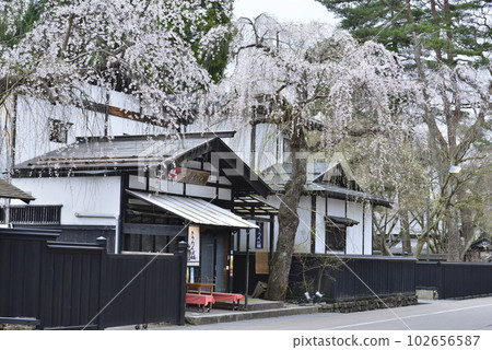 [Semboku City, Akita Prefecture] Weeping cherry blossoms at Kakunodate and samurai residences 102656587