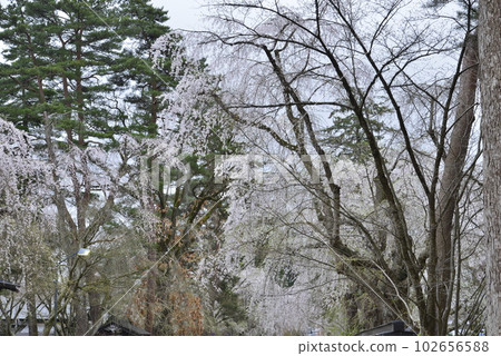 [Semboku City, Akita Prefecture] Weeping cherry blossoms at Kakunodate and samurai residences 102656588