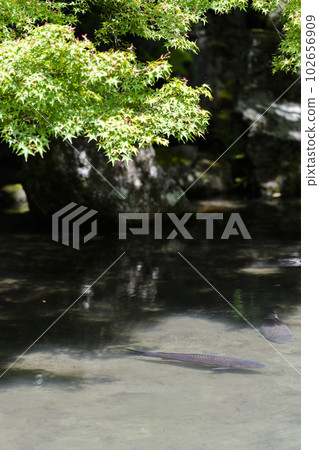 京都府京都市初夏蓮華寺池塘青楓鯉魚 京都府京都市初夏蓮華寺池塘青楓鯉魚 102656909