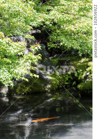 Rengeji Temple in early summer, green maple and carp in the pond, Kyoto City, Kyoto Prefecture 102656922